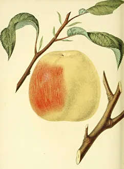 Apple of the Hawley Apple variety