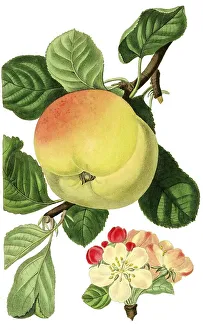 Apple of Hawthornden, Hawthornden for short
