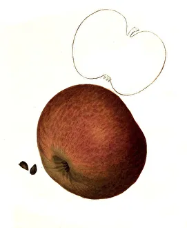 Apple of the Jefferis variety digitally restored reproduction of an original from the 19th century