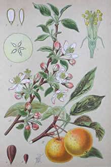 Apple (Malus pumila), historical illustration from 1885