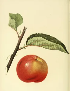 Apple of the Manomet Apple variety
