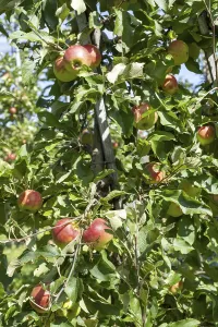 Apple orchard, fruit orchard, near moated castle on Lake Constance