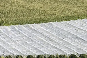 Apple orchard, fruit orchard, partly protected with hail netting
