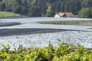 Apple orchard, fruit orchard, partly protected with hail netting