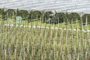Apple orchard, fruit orchard, partly protected with hail netting