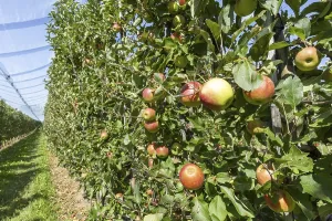 Apple orchard, fruit orchard, partly protected with hail netting