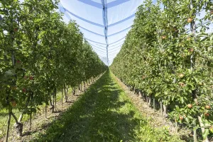 Apple orchard, fruit orchard, partly protected with hail netting