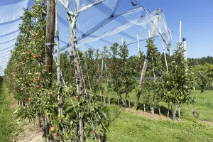 Apple orchard, fruit orchard, partly protected with hail netting