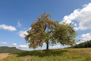Apple tree
