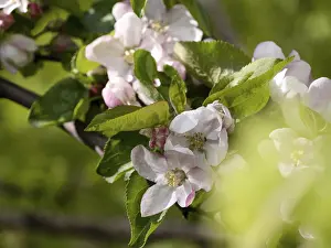Apple tree branch in bloom, selective focus