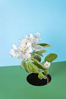 Apple tree branch with flowers on green paper background
