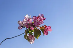 Apple tree branch with pink flowers against blue sky