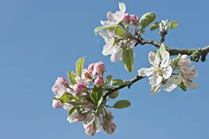 Apple tree (Malus domestica), Emsland