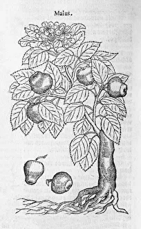Apple tree (Malus), woodcut, from A new herbal or historie of plants by Rembert Dodoens (1516-1585)