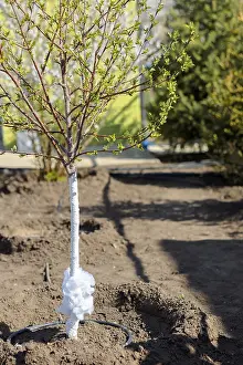Apple tree sapling with blossoming leaves in spring garden