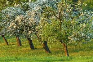 Apple trees (Malus), blossom, spring