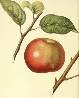Apple of the Tufts Apple variety