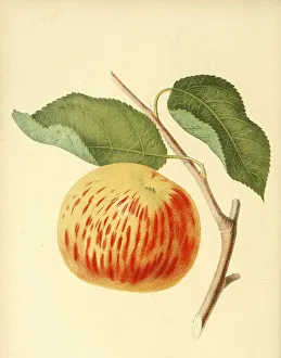 Apple of the variety the Gravenstein Apple