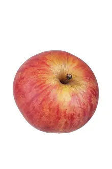 Apple variety Malvasia