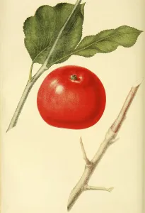 Apple of the variety the Red Astrakhan Apple