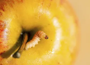 Apple with worm, codling moth (Laspeyresia pomonella)