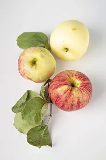 Three apples and a branch with leaves