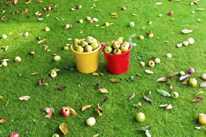 Apples in a meadow orchard