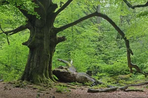 Approx. 400 year old Beech (Fagus) tree