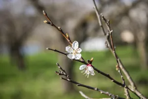 Apricot blossom, apricot blossom