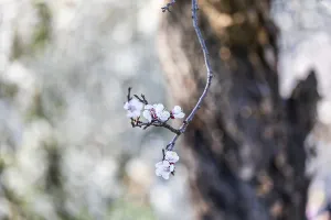 Apricot blossom, apricot blossom