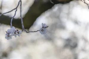 Apricot blossom, apricot blossom