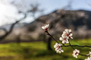 Apricot blossom, apricot blossom