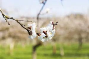 Apricot blossom, apricot blossom