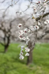 Apricot blossom, blossoming apricot branch