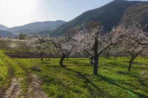 Apricot blossom, blossoming apricot trees