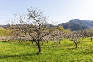 Apricot blossom, blossoming apricot trees