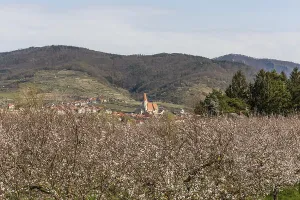 Apricot blossom, blossoming apricot trees on the banks of the Danube