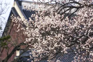 Apricot flower blossom tree in gyeongbok palace