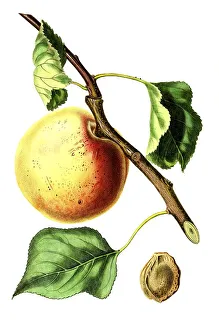 Apricot of the Hemskirke variety