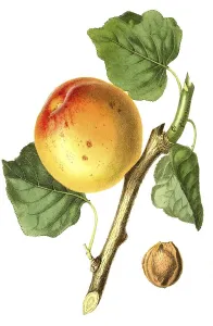 Apricot of the Roman variety, digital reproduction of an original from the 19th century
