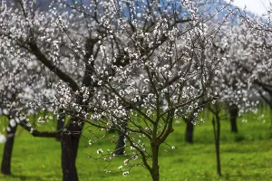Apricot trees (Prunus armeniaca) in bloom