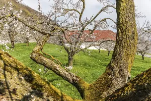 Apricot trees (Prunus armeniaca) in bloom