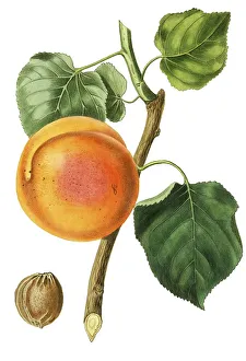 Apricot, Turkish apricot, digital reproduction of an original from the 19th century