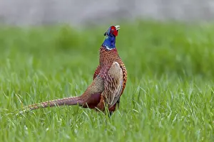 In April, the mating season of pheasants (Phasianus colchicus)