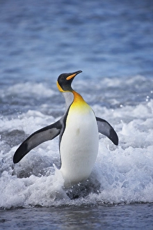 Aptenodytes patagonica, King Penguin
