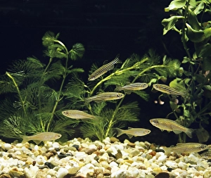 Aquarium with pearl belly fish