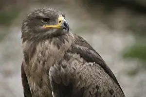 Aquila nipalensis