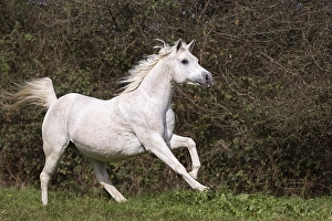 Arab full-blood horse, galloping