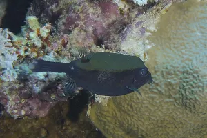 Arabian boxfish (Ostracion cyanurus)