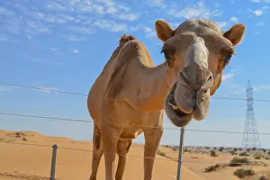Arabian Camel (Camelus Drimedarius) in the desert of the United Arab Emirates of Western Asia